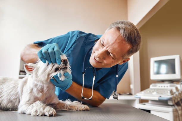 Best Broken or Cracked Tooth Emergency Dentist in Louisburg, KS